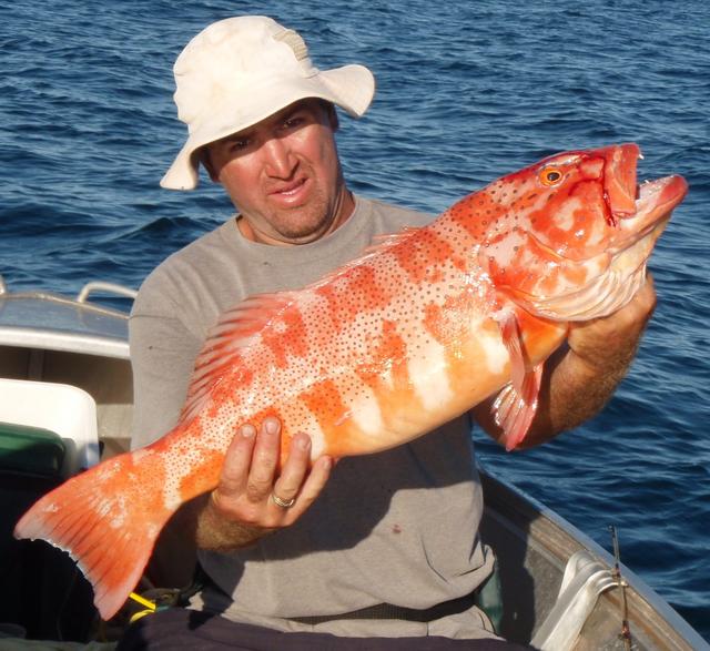King Coral